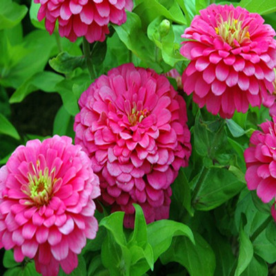 Airex ZINNIA PINK FLOWER SEED FOR EATABLE WITH ORGANIC (AVG 40-50 ++) SEED X 10 PACKET Seed(500 per packet)