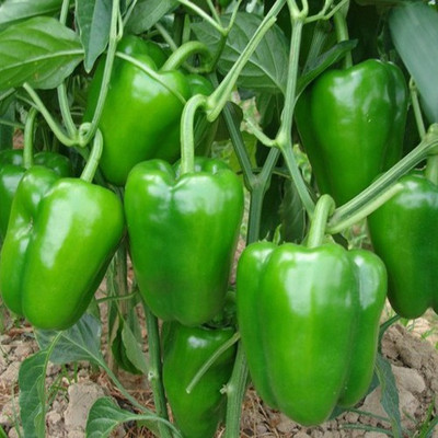 Airex CAPSICUM SEED (PACK OF 30 SEED X 4 PER PKTS) 4 PACKET OF CAPSICUM Seed(120 per packet)