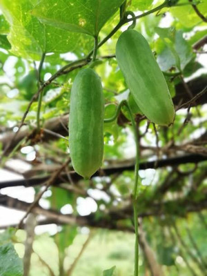 Corofitam Cucumber Seed(35 per packet)