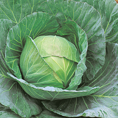 Airex CABBAGE DEEP SHIKHA - 60 SEED (PACK OF 30 SEED X 7 PER PKTS) 7 PACKETOF CABBAGE DEEP SHIKHA - 60 Seed(210 per packet)