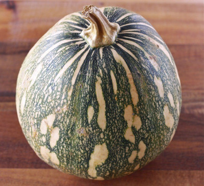 Airex PUMPKIN OS - 204 SEED (PACK OF 10 SEED X 6 PER PKTS) 6 PACKET OF PUMPKIN OS - 204 Seed(60 per packet)