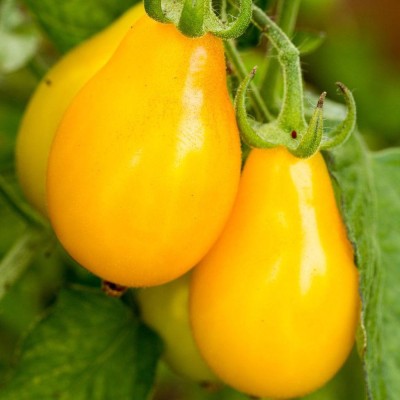 Antier YELLOW S PEAR TOMATO SEED (PACK OF 30 SEED X 5 PER PKTS) 5 PACKET OF YELLOW S PEAR TOMATO Seed(150 per packet)