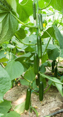 Corofitam Cucumber Seed(25 per packet)