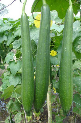 Airex SPONGE GOURD SEED (PACK OF 30 SEED X 7 PER PKTS) 7 PACKETOF SPONGE GOURD Seed(210 per packet)