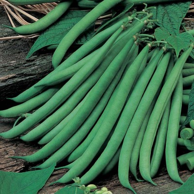 Airex FAVA BEANS (BAKLA) SEED (PACK OF 30 SEED X 1 PER PKTS) 1 PACKET OF FAVA BEANS (BAKLA) Seed(30 per packet)