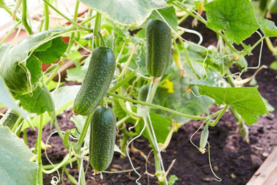 Platone Cucumber Seed(50 per packet)