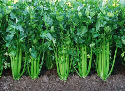 Airex CELERY IMP. SEED (PACK OF 30 SEED X 9 PER PKTS) 9 PACKET OF CELERY IMP. Seed(270 per packet)