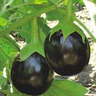 Airex ROUND BRINJAL SEED (PACK OF 30 SEED X 1 PER PKTS) 1 PACKET OF ROUND BRINJAL Seed(30 per packet)