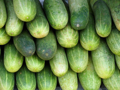 Corofitam Cucumber Seed(40 per packet)