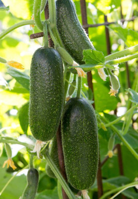 Corofitam Cucumber Seed(20 per packet)