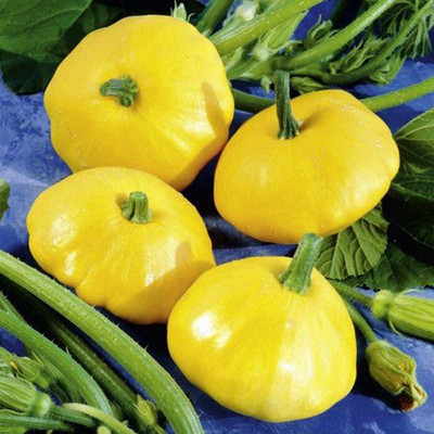 Airex SQUASH PATTYPAN SEED (PACK OF 10 SEED X 6 PER PKTS) 6 PACKET OF SQUASH PATTYPAN Seed(60 per packet)