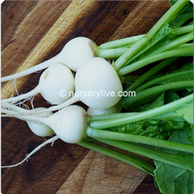 Airex RADISH OVAL DE MUNICH SEED (PACK OF 30 SEED X 1 PER PKTS) 1 PACKET OF RADISH OVAL DE MUNICH Seed(30 per packet)