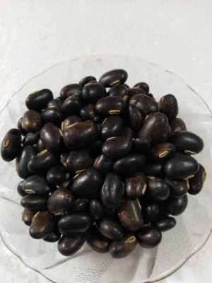 TAMRANSH Kaunch Kala - Mucuna Pruriens - Black Kaunch Seeds | Cowhage Seed (250 per packet) Seed(250 per packet)