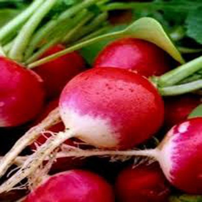 Airex RADISH HALF RED TONDO SEED (PACK OF 30 SEED X 3 PER PKTS) 3 PACKET OF RADISH HALF RED TONDO Seed(90 per packet)