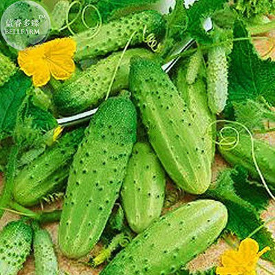 Airex GHERKINS CUCUMBER PICKLING SEED (PACK OF 30 SEED X 2 PER PKTS) 2 PACKET OF GHERKINS CUCUMBER PICKLING Seed(60 per packet)