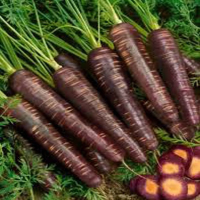 Airex BLACK WONDER CARROT SEED (PACK OF 30 SEED X 4 PER PKTS) 4 PACKET OF BLACK WONDER CARROT Seed(120 per packet)