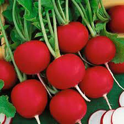 Airex RED RADISH GLOBE SEED (PACK OF 30 SEED X 10 PER PKTS) 10 PACKET OF RED RADISH GLOBE Seed(300 per packet)