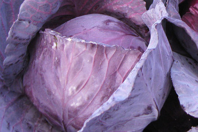 Airex RED CABBAGE IMP. TOPAS SEED (PACK OF 30 SEED X 10 PER PKTS) 10 PACKET OF RED CABBAGE IMP. Seed(300 per packet)