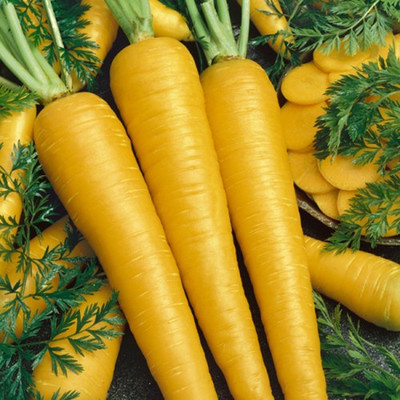 Airex YELLOW CARROT SEED (PACK OF 30 SEED X 9 PER PKTS) 9 PACKET OF CELERY CUTTING LEAF Seed(270 per packet)