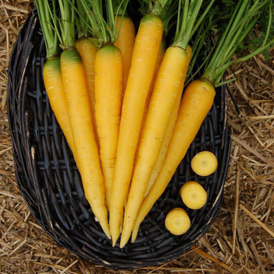 Airex YELLOW CARROT SEED (PACK OF 30 SEED X 2 PER PKTS) 2 PACKET OF CELERY CUTTING LEAF Seed(60 per packet)