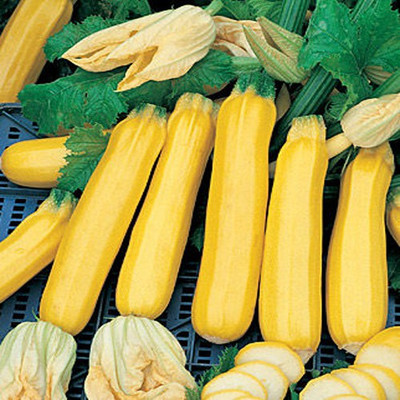 Airex YELLOW LONG SQUASH SEED (PACK OF 20 SEED X 3 PER PKTS) 3 PACKET OF YELLOW LONG SQUASH Seed(60 per packet)