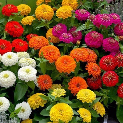 ALPINE HYBRIDE SEEDS Zinnia Double Mixed Flower Seed(50 per packet)
