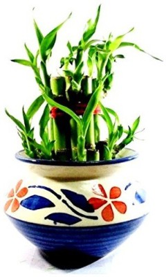 Green Plant indoor Two Layer Bamboo Plant(Pack of 1)