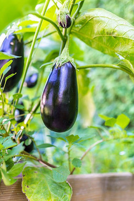 Corofitam Egg Brinjal Seed(50 per packet)