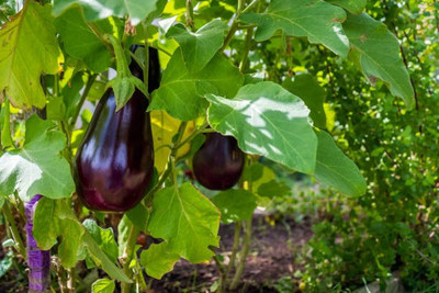 Platone Egg Brinjal Seed(50 per packet)