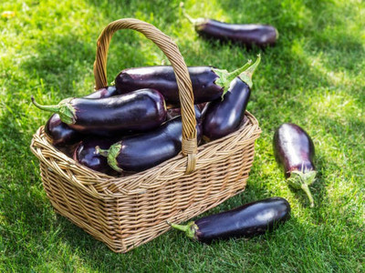 Corofitam Egg Brinjal Seed(35 per packet)