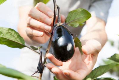 Platone Egg Brinjal Seed(25 per packet)