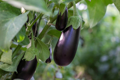 Corofitam Egg Brinjal Seed(30 per packet)
