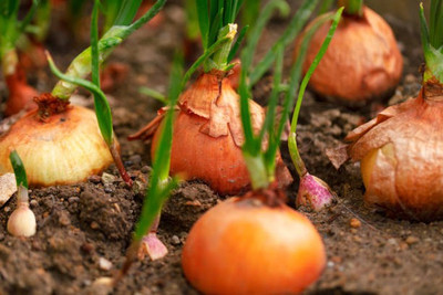 The Entacloo Light Red Onion Seed(40 per packet)