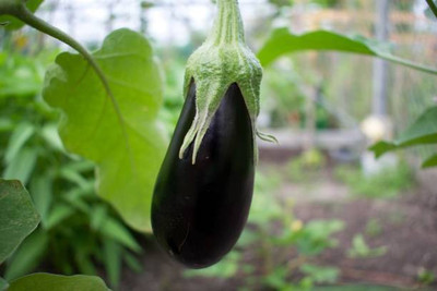 Platone Egg Brinjal Seed(25 per packet)