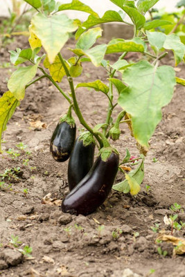 Corofitam Egg Brinjal Seed(35 per packet)