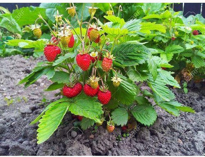 Paudha StrawBerry Fruit Hybrid Seed(11 per packet)