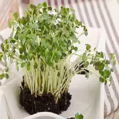 ALPINE HYBRIDE SEEDS F1 HYRID PAK CHOL Seed(50 per packet)