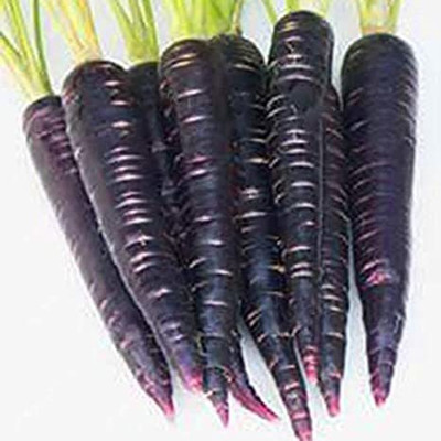 XOLDA Carrot Black Seed(52 per packet)