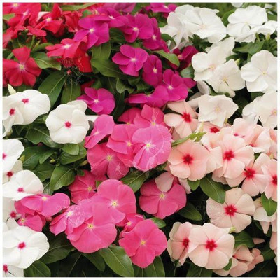 Jevik Vinca Seeds Seed(21 per packet)