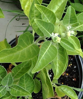 Mozette Ashwagandha Seed(12 per packet)