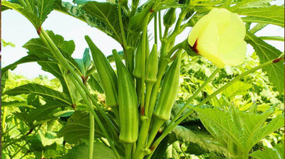Mozette Hybrid Okra Seed(50 per packet)