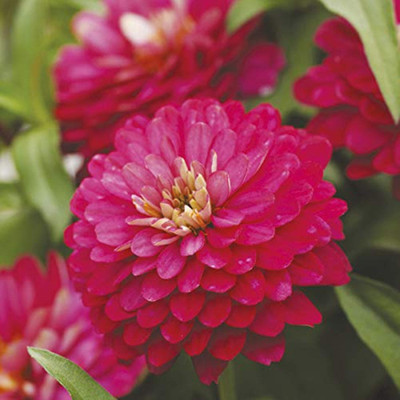 SONIRO Zinia Seed(220 per packet)