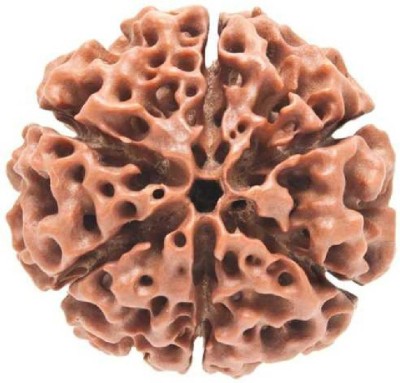 Jaipur Gemstone 6 Mukhi Rudraksha Beads Natural Six Faces Rudraksha Original Astrological Purpose Beads Wood