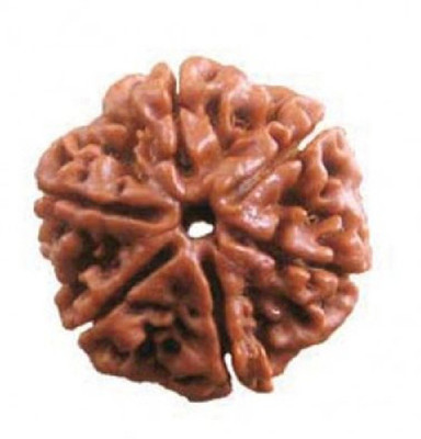 RATAN BAZAAR 6 Mukhi Rudraksha Beads Natural Six Faces Rudraksha Original Astrological Purpose Wood
