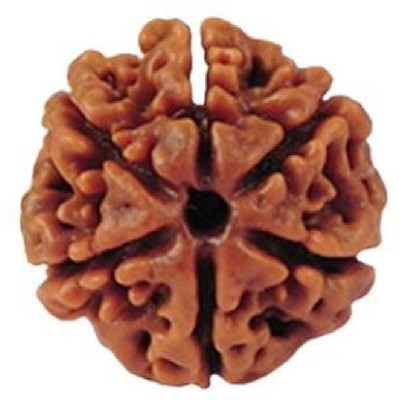 Jaipur Gemstone 6 Mukhi Rudraksha Beads Natural Six Faces Rudraksha Original Astrological Purpose Beads Wood