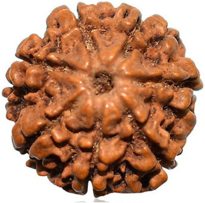 RATAN BAZAAR 6 Mukhi Rudraksha Beads Natural Six Faces Rudraksha Original Astrological Purpose Wood