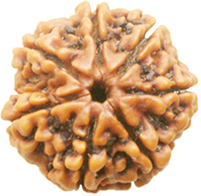RATAN BAZAAR 6 Mukhi Rudraksha Beads Natural Six Faces Rudraksha Original Astrological Purpose Wood