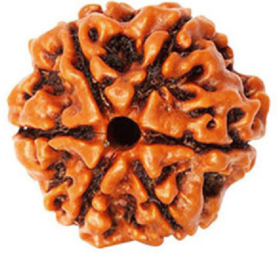 Jaipur Gemstone 6 Mukhi Rudraksha Beads Natural Six Faces Rudraksha Original Astrological Purpose Beads Wood