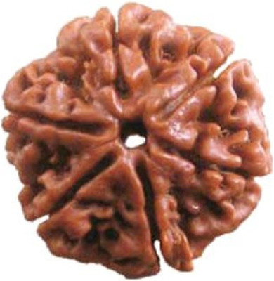 RATAN BAZAAR 6 Mukhi Rudraksha Beads Natural Six Faces Rudraksha Original Astrological Purpose Wood