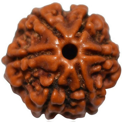RATAN BAZAAR 6 Mukhi Rudraksha Beads Natural Six Faces Rudraksha Original Astrological Purpose Wood